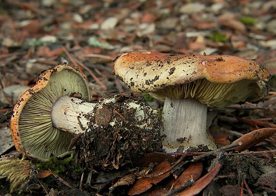 pavučinovec Cortinarius sp.