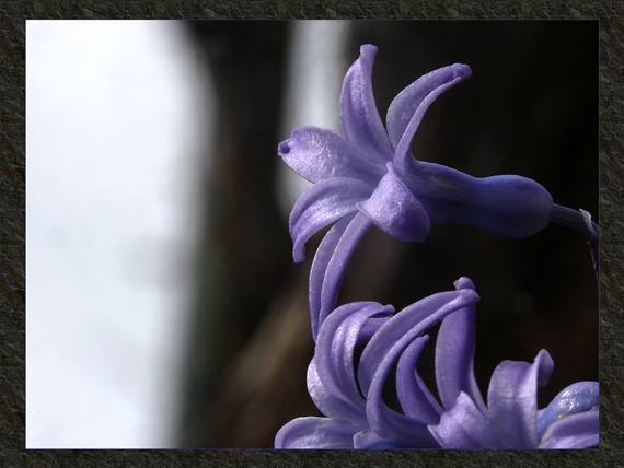 hyacint fialový Hyacinthus orientalis