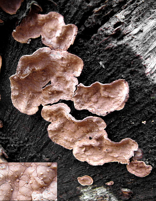 pevník dubový Stereum gausapatum (Fr.) Fr.