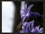 hyacint fialový