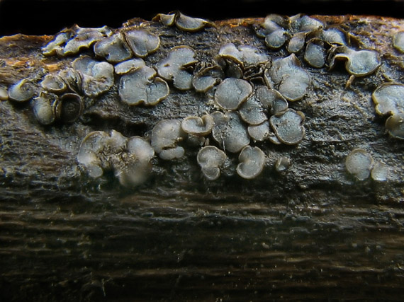 tapézia  Tapesia sp.