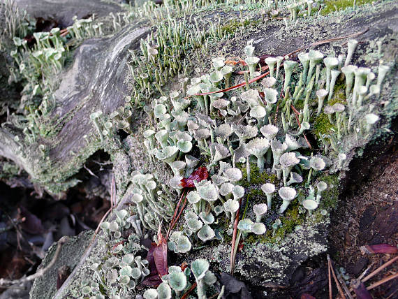 dutohlávka  Cladonia sp.