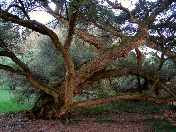 rozkokošený strom