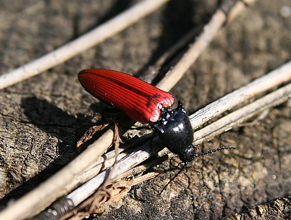 kováčik krvavý Ampedus sanguineus(Elateridae)