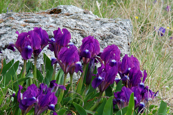 kosatec nízky  Iris pumila L.
