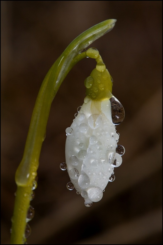 snežienka jarná Galanthus nivalis L.