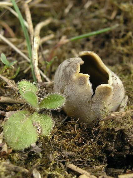 chriapač sosnový Helvella leucomelaena (Pers.) Nannf.
