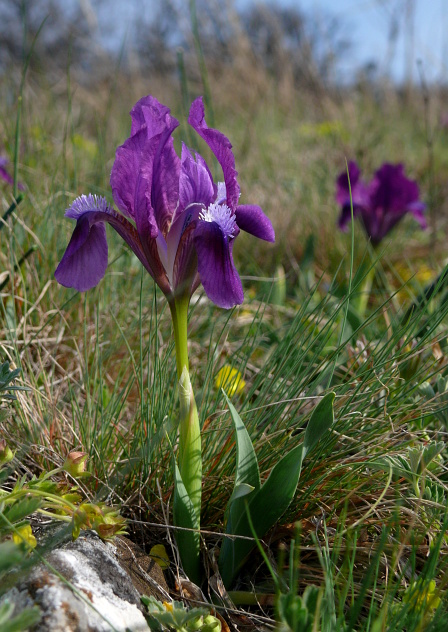 kosatec nízky Iris pumila  L.