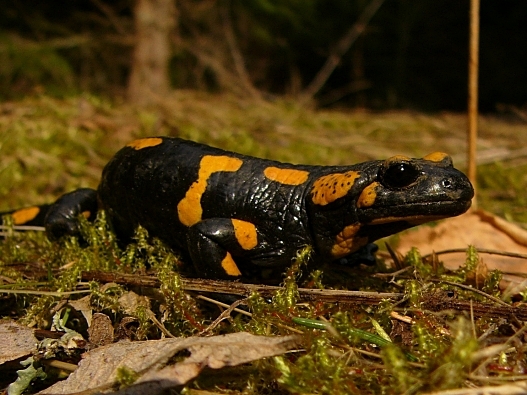 salamandra škvrnitá Salamandra salamandra