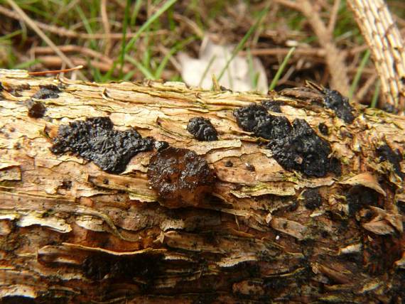 černorosol smrkový - Tmavorôsolovec smrekový Exidia pithya  Fr.