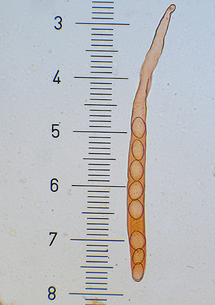 misovka žilkovaná Disciotis venosa (Pers.) Arnould