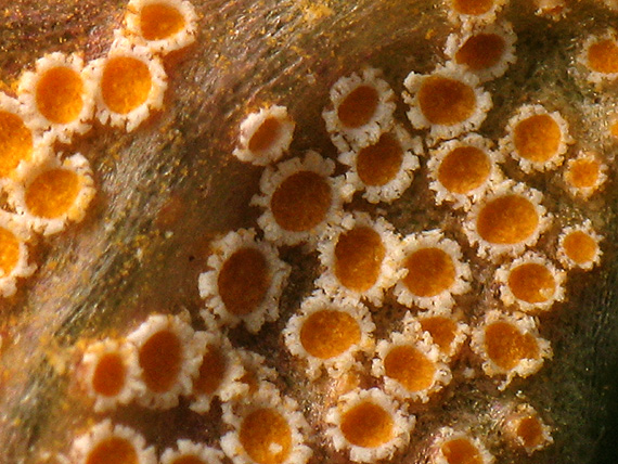 hrdzovec  Uromyces dactylidis  G.H. Otth