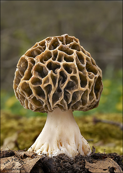 smrčok jedlý Morchella esculenta (L.) Pers.