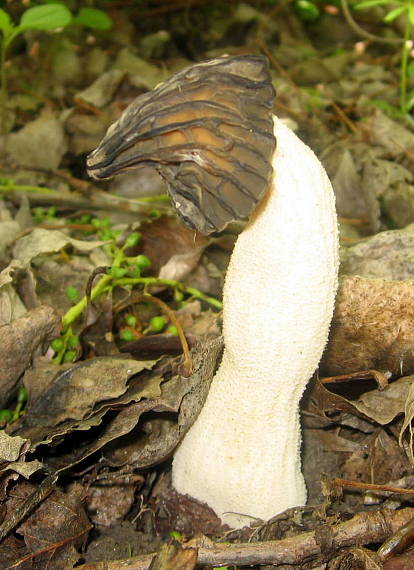 smrčok hybridný Morchella semelibera