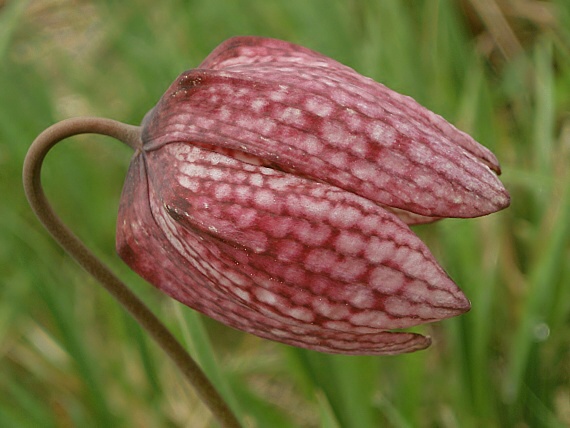 korunkovka Fritillaria meleagris L.