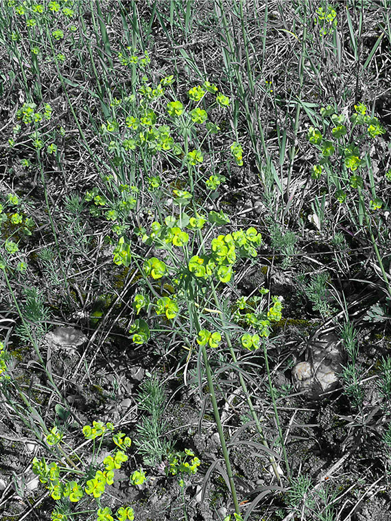 mliečnik chvojkový  Euphorbia cyparissias
