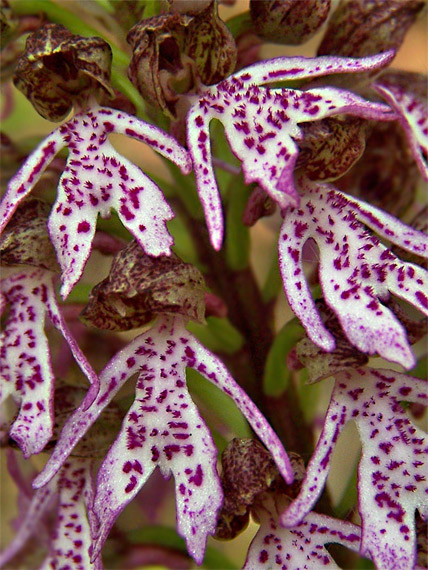 vstavač vojenský x purpurový  Orchis militaris-purpurea