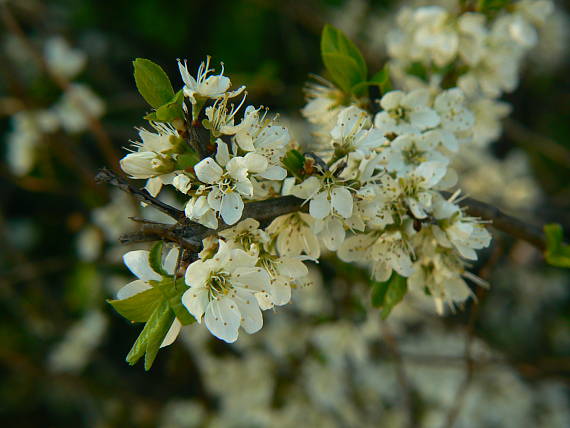 trnka Prunus sp.