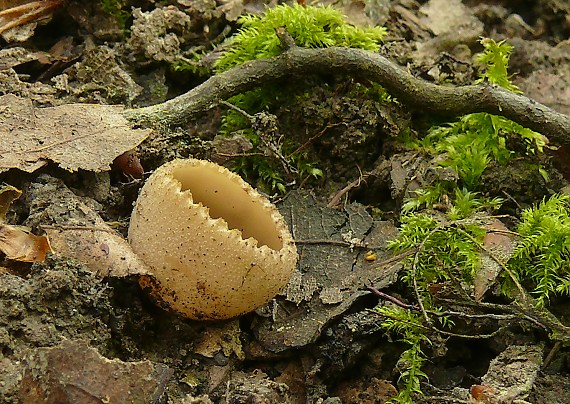 tarzeta zúbkatá Tarzetta cupularis (L.) Svrček