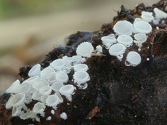 lachnetka biela Lachnum virgineum (Batsch) P. Karst.