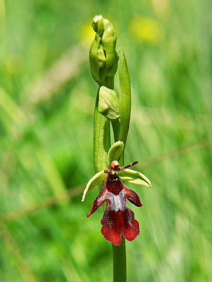 hmyzovník Ophrys insectifera L.