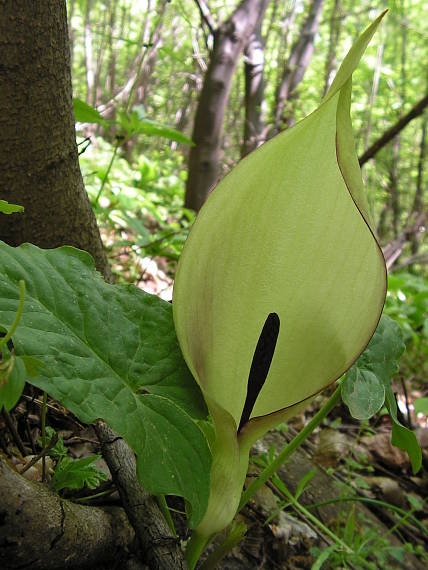 áron škvrnitý Arum maculatum L.