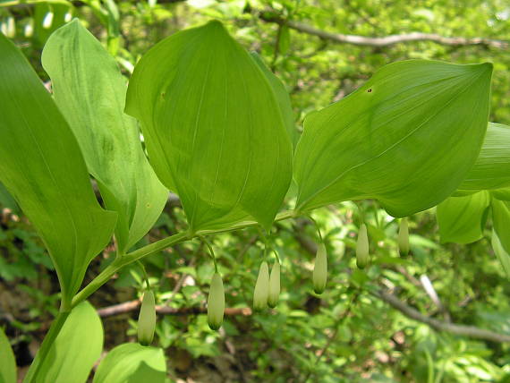 kokorík voňavý  Polygonatum odoratum (Mill.) Druce
