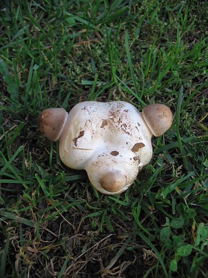 netuším, co to bylo za houbu....( tři houby ) ?