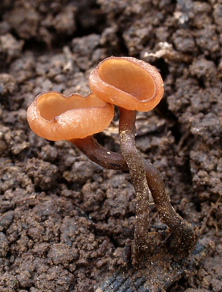 Myriosclerotinia curreyana (Berk. ex Curr.) N.F. Buchw.