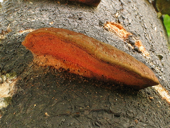 červenica rumelková Pycnoporus cinnabarinus (Jacq.) P. Karst.
