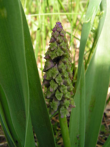 leopoldia chochlatá Leopoldia comosa (L.) Parl.