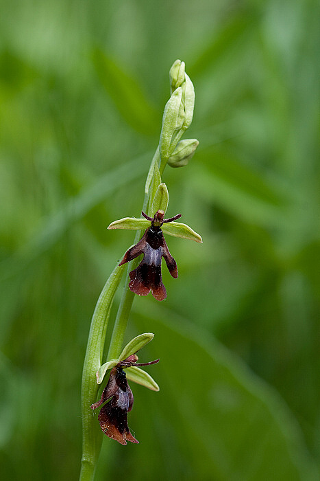 hmyzovník muchovitý  Ophrys insectifera L.