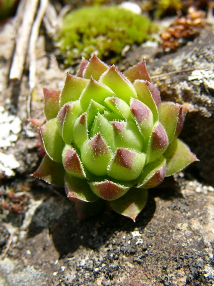 skalničník guľkovitý srstnatý bledozelený Jovibarba globifera subsp. hirta var. glabrescens
