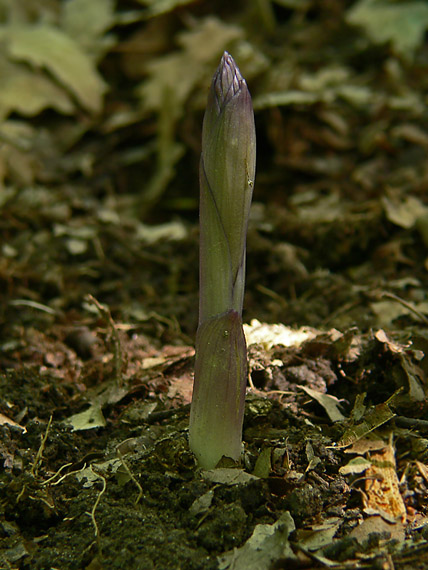 modruška pošvatá Limodorum abortivum (L.) Sw.