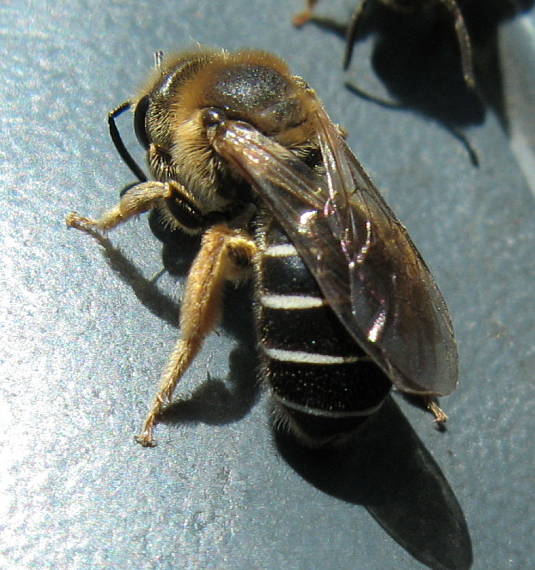 včela medonosná Apis mellifera