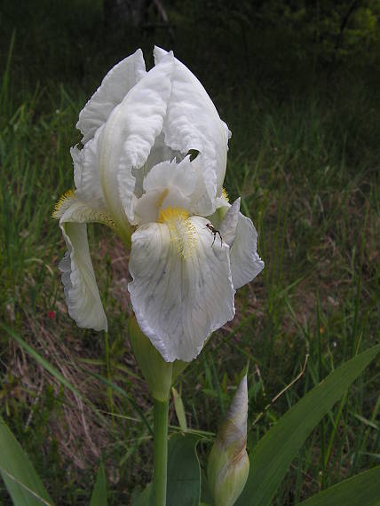 kosatec Iris florentina
