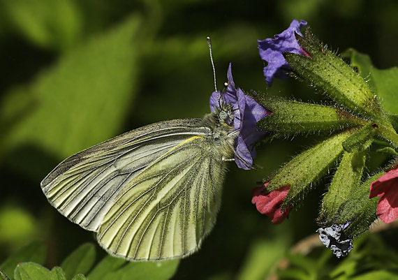 mlynárik repkový Pieris napi