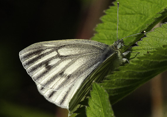 mlynárik repkový Pieris napi
