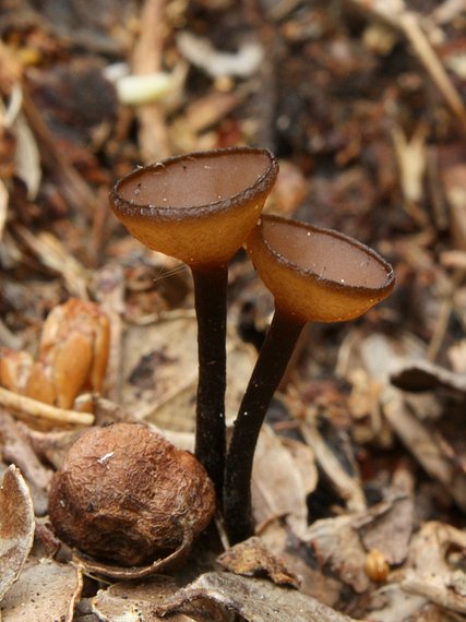 monilínia Monilinia urnula (Weinm.) Whetzel