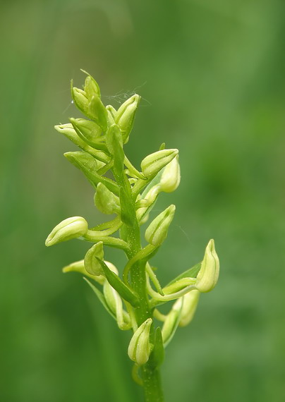 vemenník  Platanthera sp.