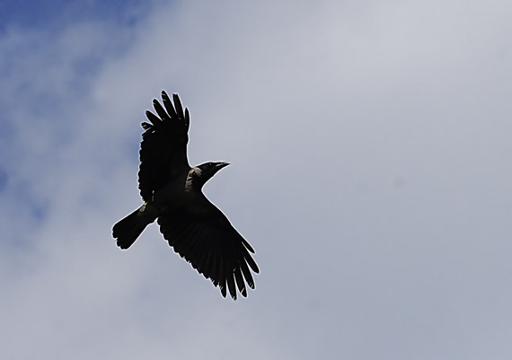 vrana popolavá Corvus cornix