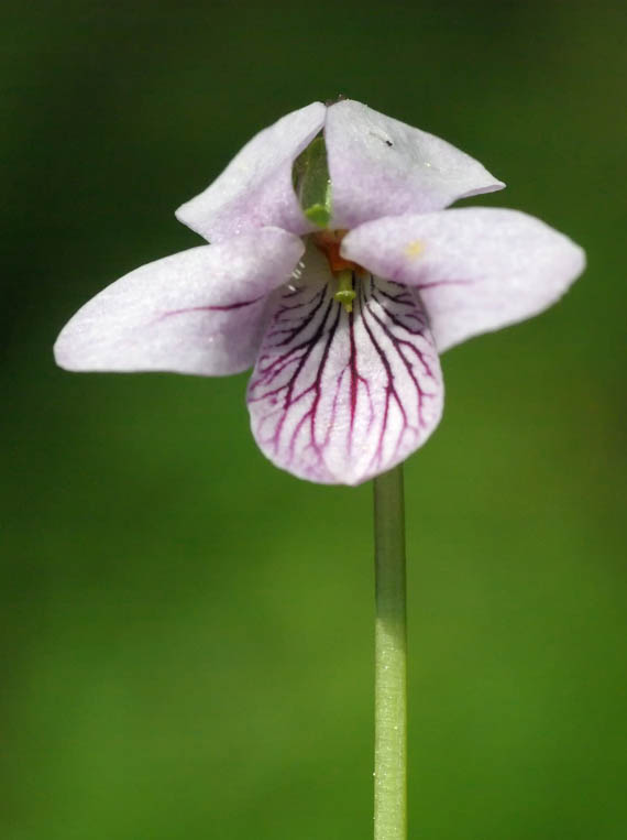 fialka močiarna (violka bahenní) Viola palustris L.