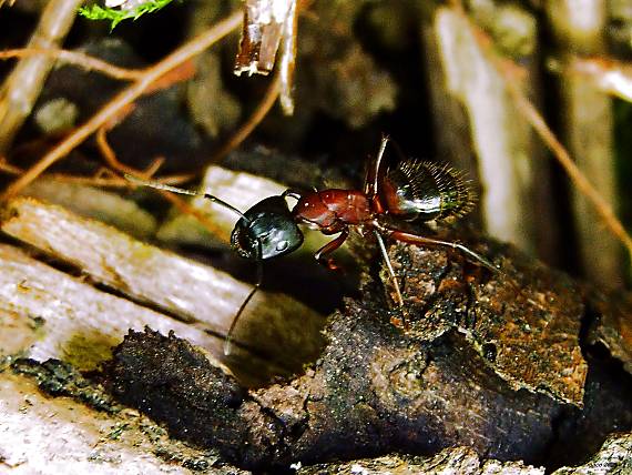 mravec obrovský Camponotus herculeanus  Linnaeus 1758