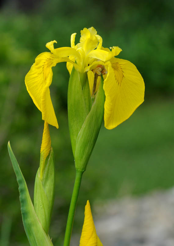 kosatec žltý (kosatec žlutý) Iris pseudacorus L.