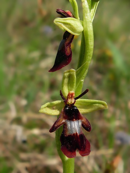 hmyzovník muchovitý Ophrys insectifera  L.