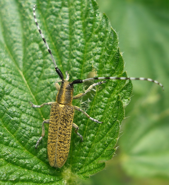 fuzáč Agapanthia villosoviridescens (Cerambycidae)