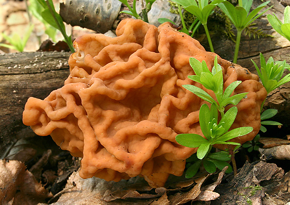 ušiak obrovský Gyromitra gigas (Krombh.) Cooke