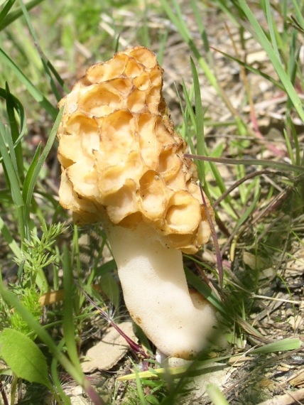 smrž obecný - Smrčok jedlý Morchella esculenta (L.) Pers.