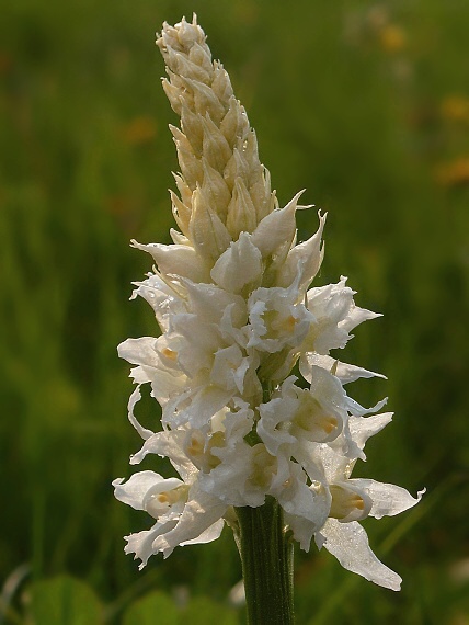 vstavač mužský poznačený Orchis mascula subsp. signifera  (Vest) Soó