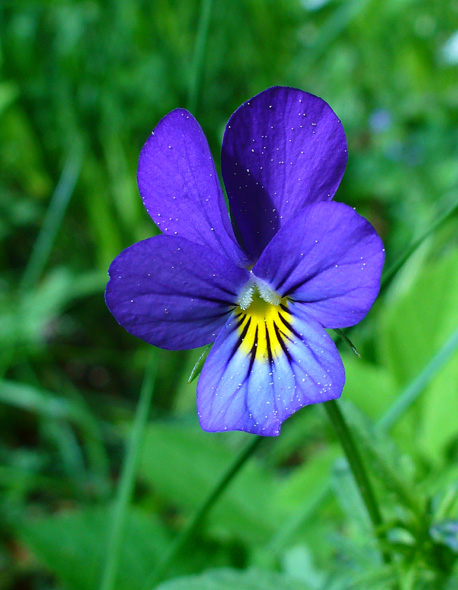 fialka trojfarebná pestrá Viola saxatilis subsp. polychroma (A. Kern.) Kirschner et Skalický